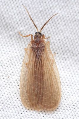 Forcepsfly (Merope tuber), family Meropeidae