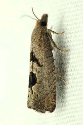 Aster-head Eucosma, Hodges#2936 Eucosma tomonana