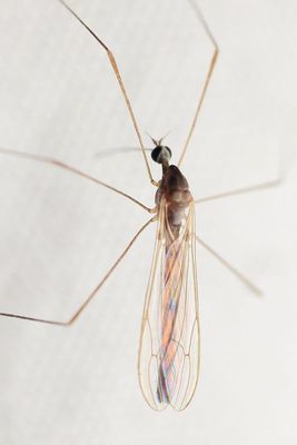 Toxorhina cf. muliebris