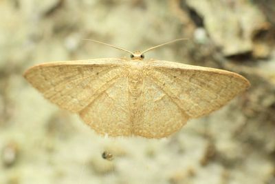 Common Tan Wave, Hodges#7132 Pleuroprucha insulsaria