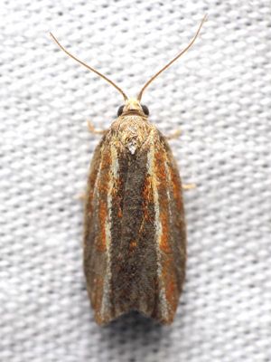 Eastern Black-headed Budworm, Hodges#3548 Acleris variana