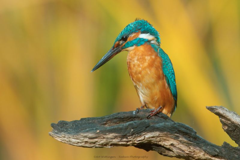 Alcedo atthis / IJsvogel / Kingfisher