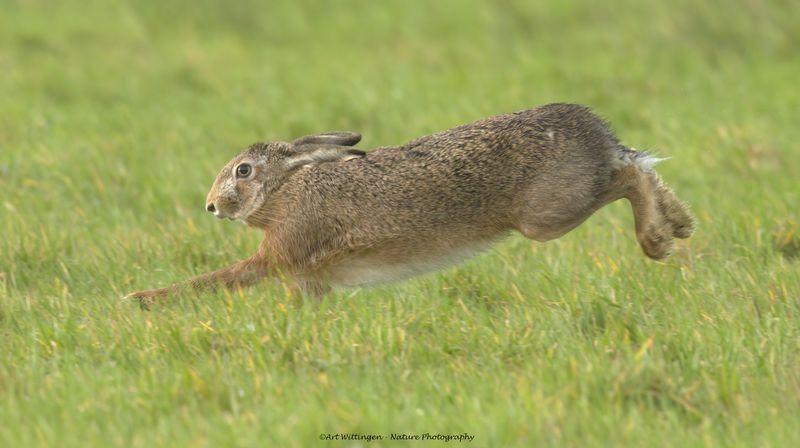 Lepus europaeus / Haas / Hare