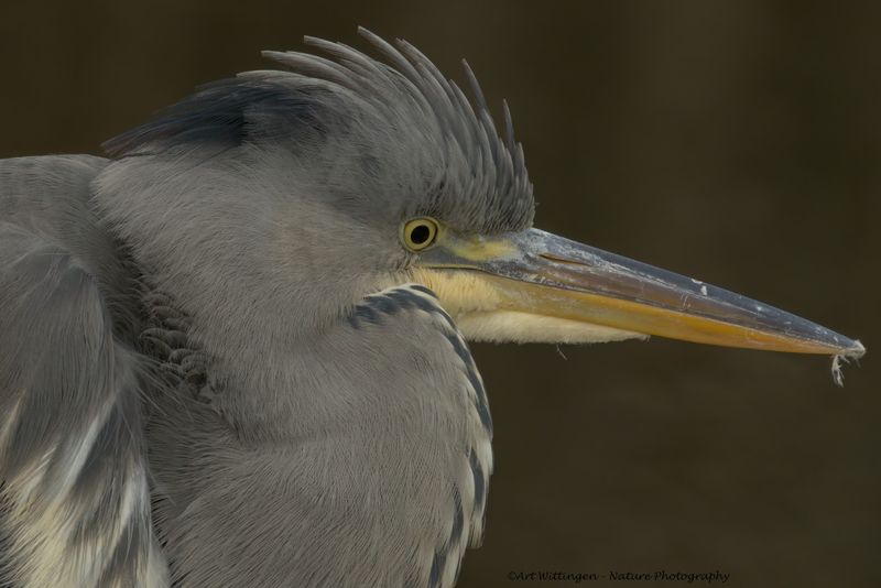 Ardea Cinerea / Blauwe Reiger / Grey Heron