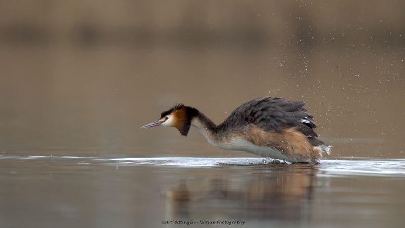 Podiceps Cristatus / Fuut / Great Crested Grebe