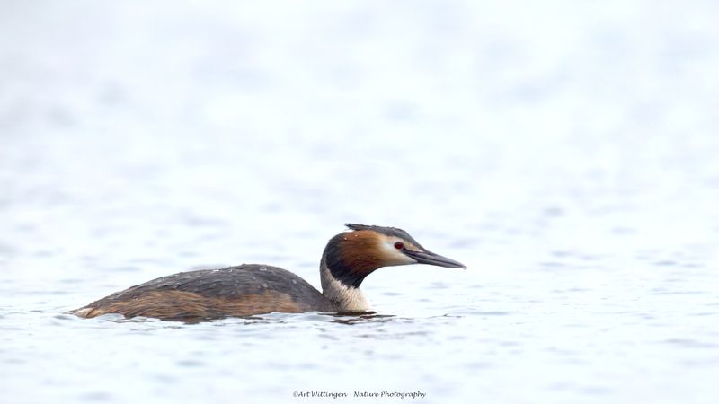 Podiceps Cristatus / Fuut / Great Crested Grebe