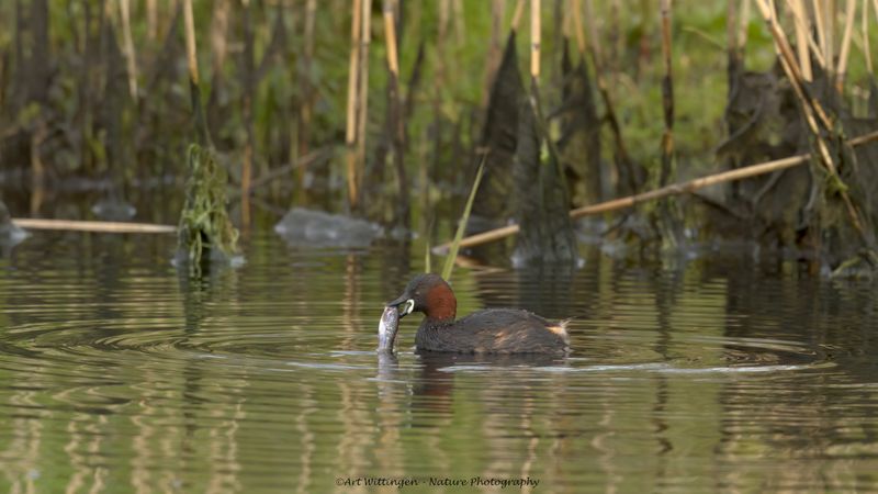 Tachybaptus ruficollis / Dodaars / Little Grebe