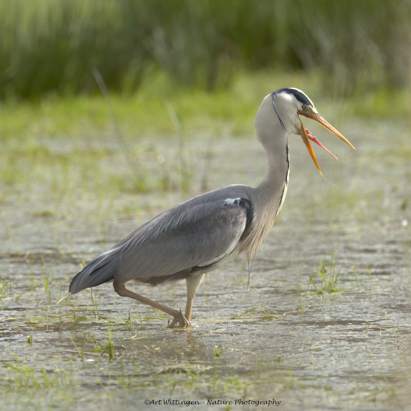 Ardea Cinerea / Blauwe Reiger / Grey Heron