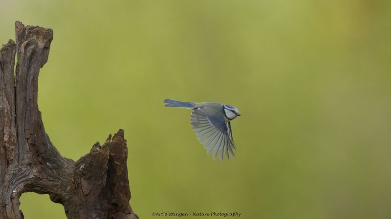 Cyanistes caeruleus / Pimpelmees / Blue Tit