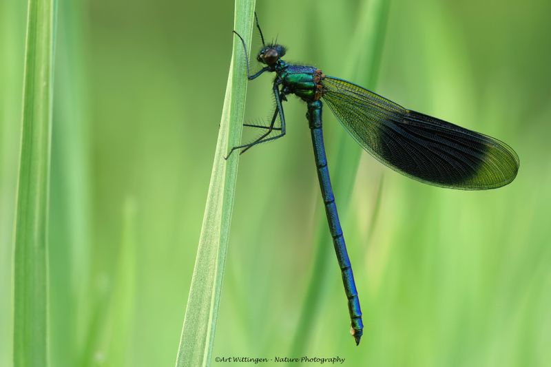 Calopteryx splendens / Weidebeekjuffer / Banded Demoiselle