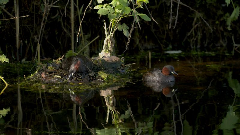 Tachybaptus ruficollis / Dodaars / Little Grebe
