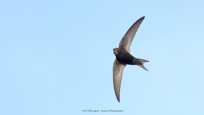 Apus apus / Gierzwaluw / Common swift 