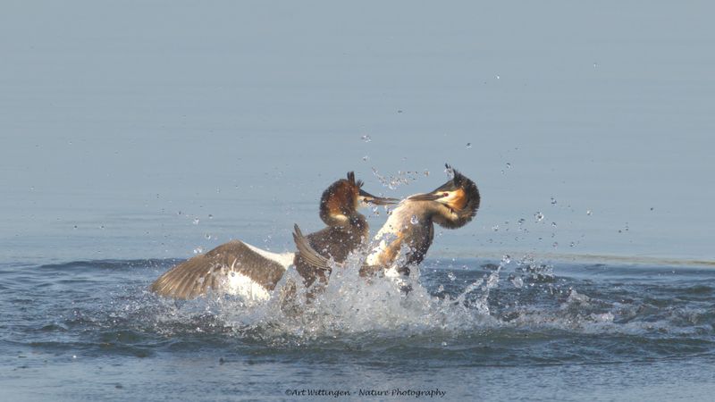 Podiceps Cristatus / Fuut / Great Crested Grebe