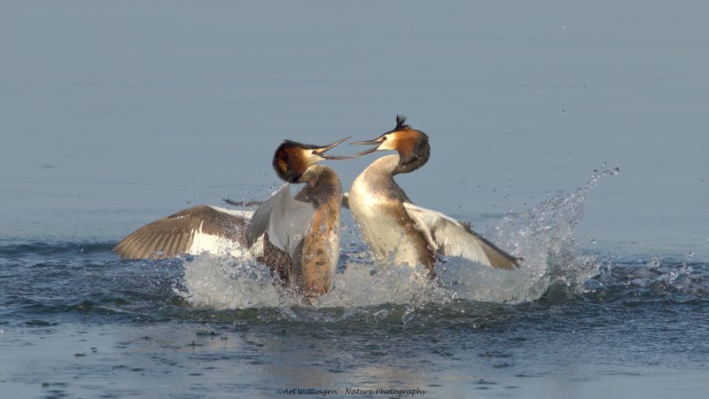 Podiceps Cristatus / Fuut / Great Crested Grebe