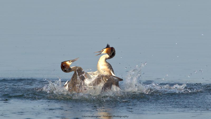 Podiceps Cristatus / Fuut / Great Crested Grebe