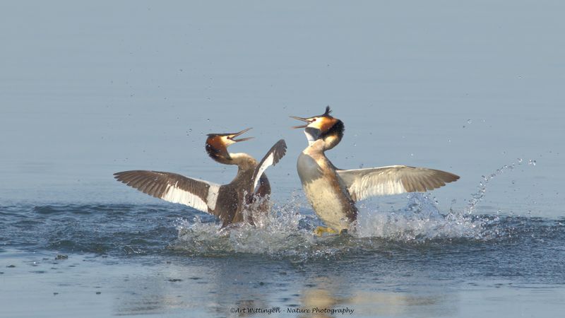 Podiceps Cristatus / Fuut / Great Crested Grebe