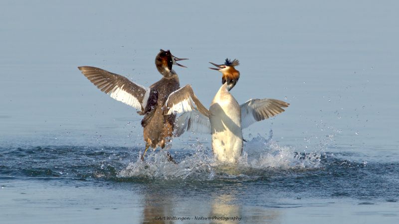 Podiceps Cristatus / Fuut / Great Crested Grebe