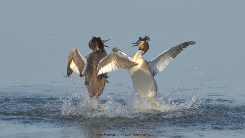 Podiceps Cristatus / Fuut / Great Crested Grebe