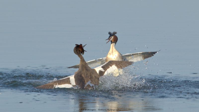 Podiceps Cristatus / Fuut / Great Crested Grebe