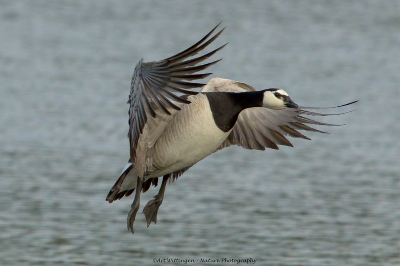 Branta Leucopsis / Brandgans / Barnacle Goose