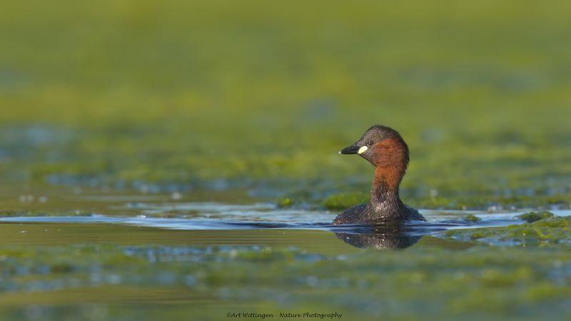 Tachybaptus ruficollis / Dodaars / Little Grebe