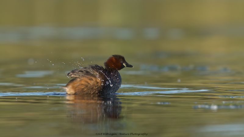Tachybaptus ruficollis / Dodaars / Little Grebe