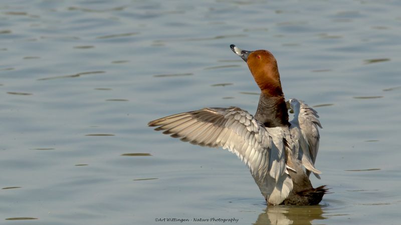 Aythia Ferina / Tafeleend / Common Pochard