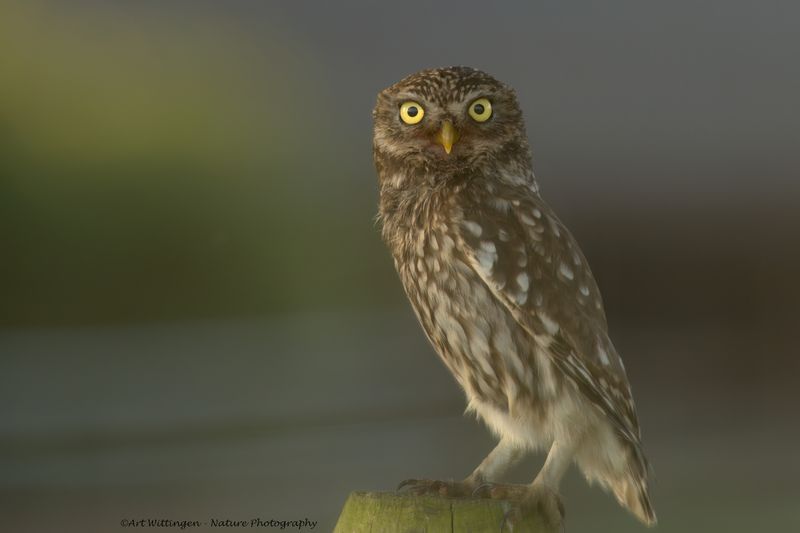 Athene noctua / Steenuil / Little owl