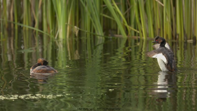 Podiceps nigricollis / Geoorde Fuut / Black-necked Grebe