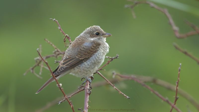 Lanius collurio / Grauwe Klauwier / Red-backed Shrike