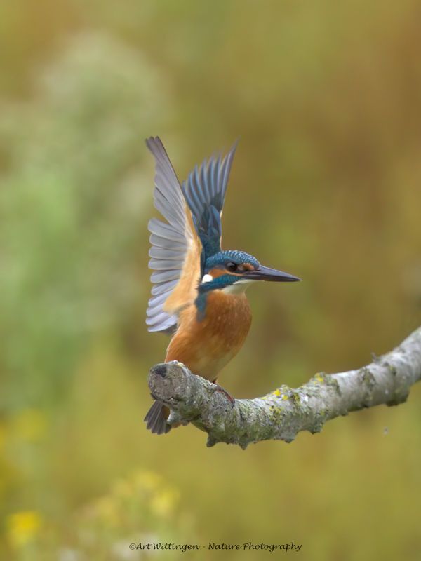 Alcedo atthis / IJsvogel / Kingfisher