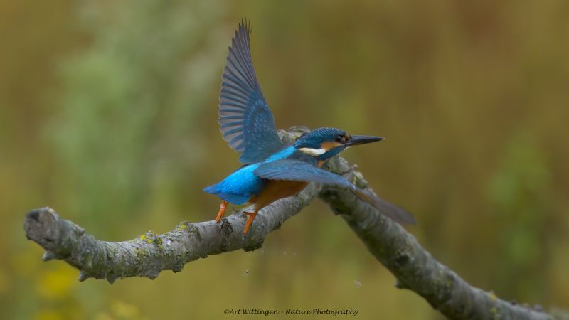 Alcedo atthis / IJsvogel / Kingfisher