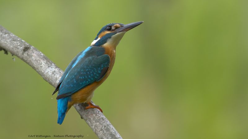 Alcedo atthis / IJsvogel / Kingfisher