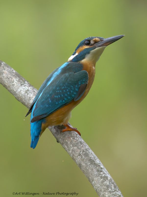 Alcedo atthis / IJsvogel / Kingfisher