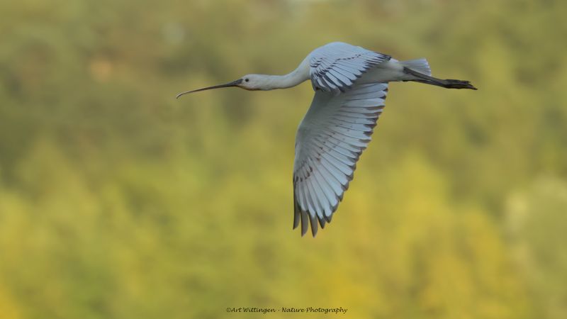 Platalea Leucorodia / Lepelaar / Eurasian Spoonbill