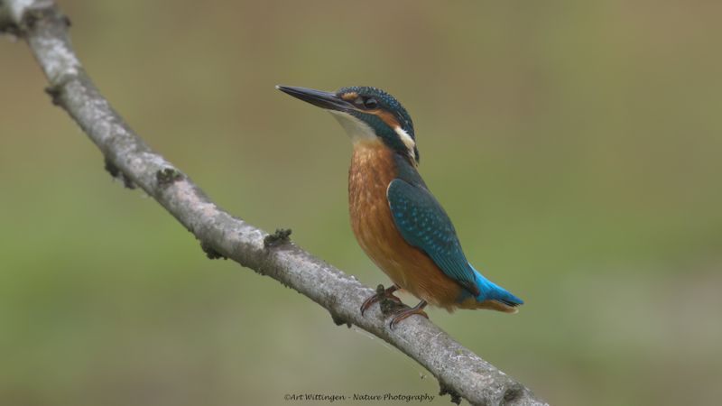 Alcedo atthis / IJsvogel / Kingfisher