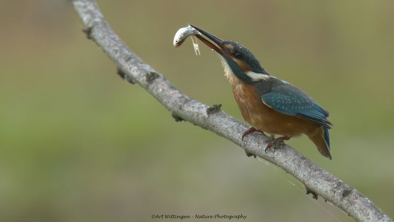 Alcedo atthis / IJsvogel / Kingfisher