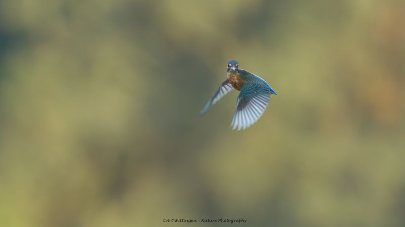 Alcedo atthis / IJsvogel / Kingfisher