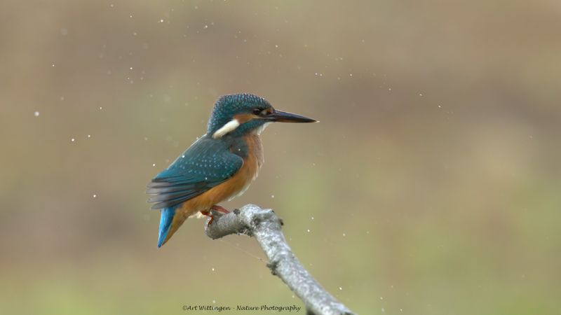Alcedo atthis / IJsvogel / Kingfisher