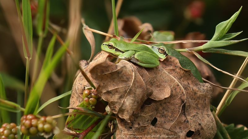 Hyla arborea  / Boomkikker / European tree frog