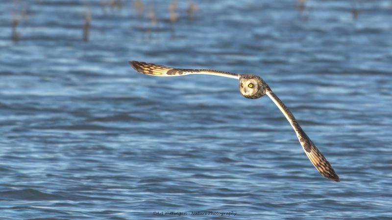 Asio flammeus / Velduil / Short-eared owl