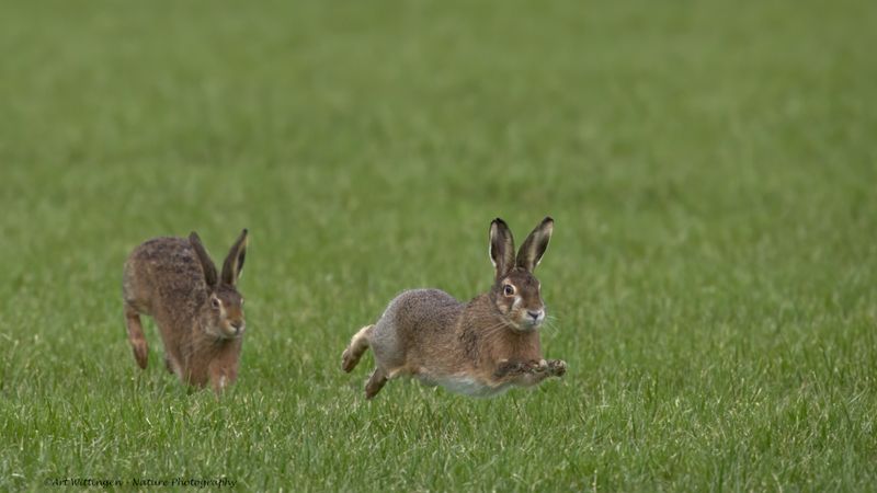 Lepus europaeus / Haas / Hare