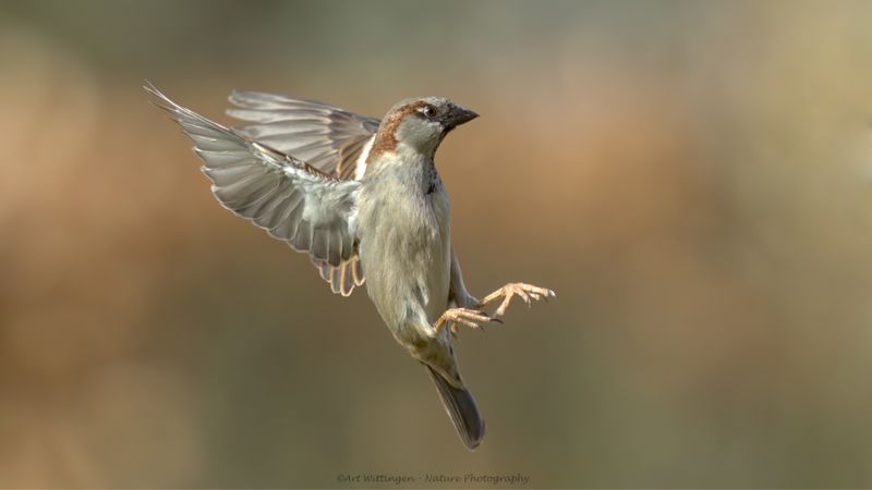 Passer Domesticus / Huismus / House sparrow