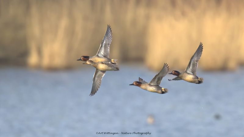 Anas crecca / Wintertaling / Teal