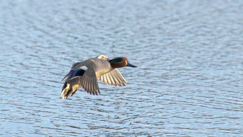 Anas crecca / Wintertaling / Teal