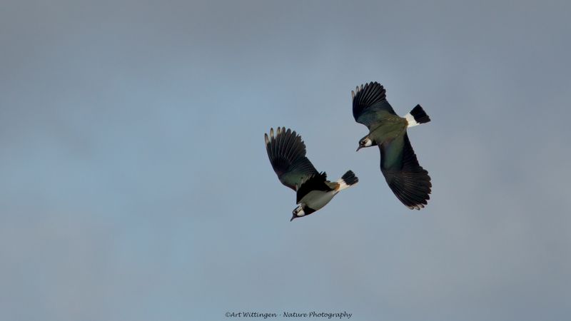 Vanellus vanellus / Kievit / Northern Lapwing