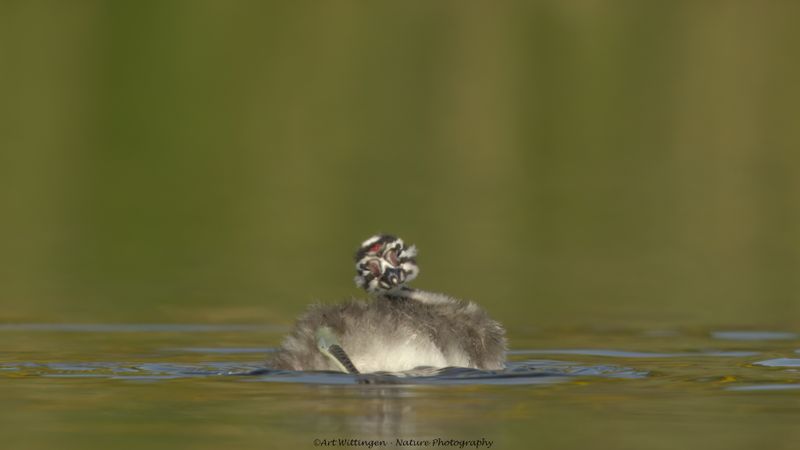 Podiceps Cristatus / Fuut / Great Crested Grebe