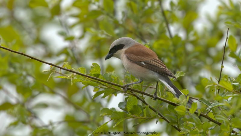 Lanius collurio / Grauwe Klauwier / Red-backed Shrike