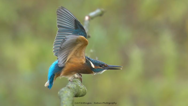 Alcedo atthis / IJsvogel / Kingfisher