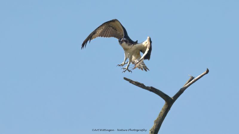 Pandion haliaetus / Visarend / Osprey